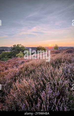 Floraison de bruyère dans le soleil du matin sur le Herikhuizerveld (Posbank) près de Velp. Banque D'Images