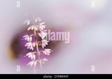 Mise au point sélective des fleurs violettes sur le terrain, fond floral nature. Banque D'Images