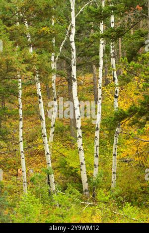 Peuplier tremble (Populus tremuloides) le long du sentier de la rivière Dearborn, Lewis et Clark National Forest, Montana Banque D'Images