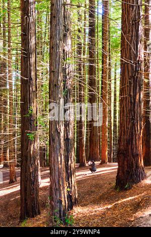 Forêt de séquoias de Monte Cabezón, Monument naturel des séquoias de Monte Cabezón, Cabezon de la Sal, Cantabrie, Espagne. Banque D'Images