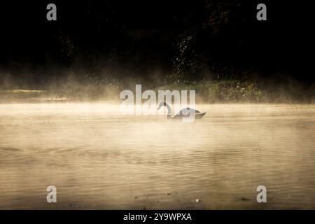 Un cygne solitaire sur un lac, avec une brume atmosphérique et la lumière du matin Banque D'Images