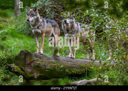 Loup meute de trois loups eurasiens / loups gris européens (Canis lupus lupus) chassant en forêt / bois Banque D'Images