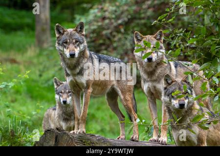 Loup meute de quatre loups eurasiens / loups gris européens (Canis lupus lupus) chassant en forêt / bois Banque D'Images
