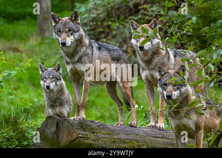 Loup meute de quatre loups eurasiens / loups gris européens (Canis lupus lupus) chassant en forêt / bois Banque D'Images