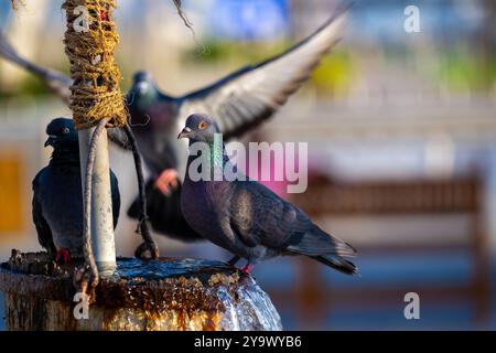 Un pigeon assis sur une clôture en bois au lever du soleil. Banque D'Images