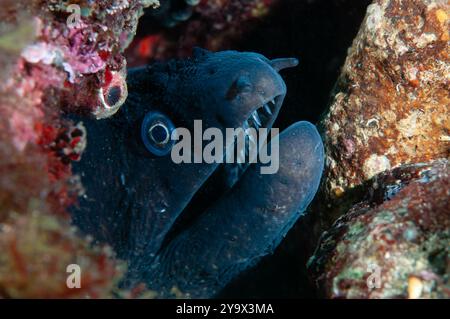 Moray méditerranéenne, Muraena helena, dans un trou, Cadaques, Costa Brava, Espagne, mer Méditerranée Banque D'Images