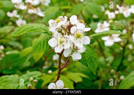 Bramble ou mûrier (rubus fruticosus), gros plan montrant les larges fleurs blanches de l'arbuste sauvage poussant à l'extrémité d'une branche couverte d'épines. Banque D'Images