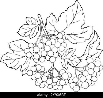 Illustration du contour de la branche Guelder Rose Illustration de Vecteur