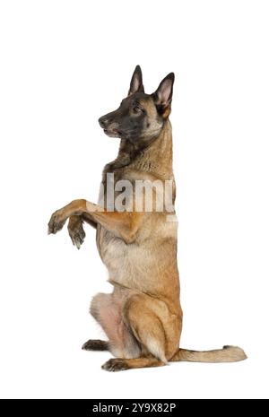 Pedigree chien berger belge Malinois assis sur ses pattes arrière isolé sur un fond blanc Banque D'Images