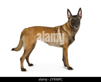 Chien de berger belge de race Malinois debout sur un fond blanc Banque D'Images