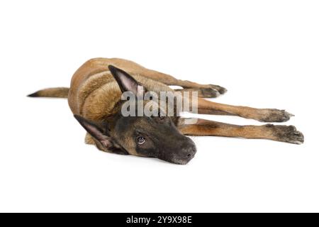 Chien berger belge de race Malinois couché en studio isolé sur fond blanc Banque D'Images