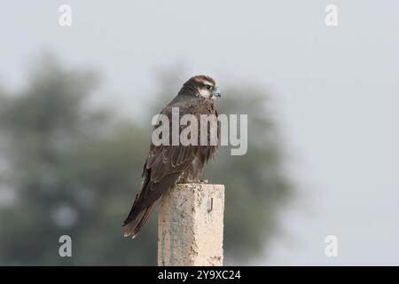 Faucon laggar ou Falco jugger ou faucon lugger à Jorbeer au Rajasthan, en Inde Banque D'Images