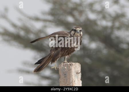 Faucon laggar ou Falco jugger ou faucon lugger à Jorbeer au Rajasthan, en Inde Banque D'Images