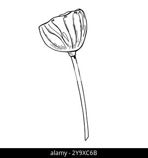 Lotus ou Water Lily Seed Head POD vecteur de plante aquatique tropicale illustration peinte à la main. Dessin noir et blanc de fleur exotique asiatique. Vue latérale. Illustration de Vecteur