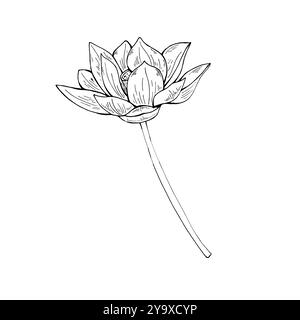 Monochrome unique illustration vectorielle aqua lotus tropicale peinte par des encres noires. Dessin noir et blanc de fleur en fleurs sur tige. Pour tatouage Illustration de Vecteur