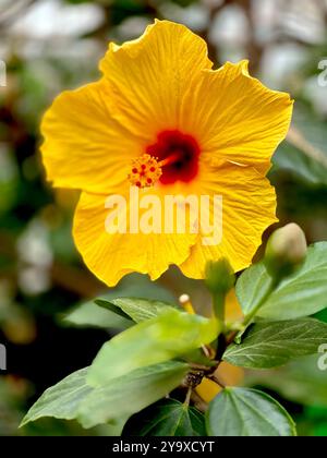 Fleur jaune dans Tropical Ravine, jardins botaniques, Belfast Banque D'Images