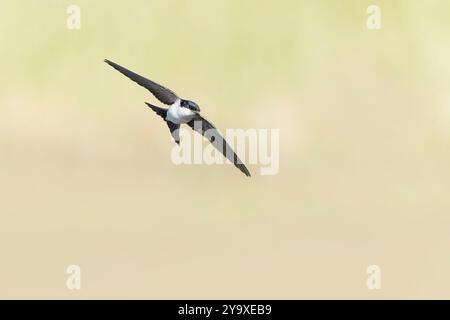 Maison martin (Delichon urbicum) en vol. Banque D'Images