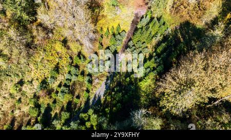 Vue aérienne des ombres au-dessus d'une forêt, des pins nouvellement plantés dans les Cascade Foothills, État de Washington, États-Unis Banque D'Images