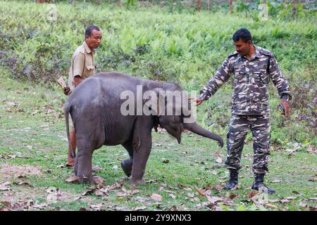 Inde, Assam, Parc national de Manas, éléphant d'Asie (Elephas maximus), éléphant domestiqué, éducation d'un jeune éléphant Banque D'Images