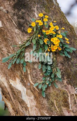 Inde, Assam, Parc national de Manas, Dendrobium de Jenkins (Dendrobium jenkinsi), orchidée épiphyte sur un tronc d'arbre Banque D'Images