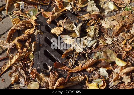 Fermez les feuilles d'automne sur le gril de trou d'homme en métal hollandais dans la rue. Couvercle d'égout. Ouverture de la grille. Système de drainage. Couvercle de trou d'homme. Octobre, pays-Bas. Banque D'Images