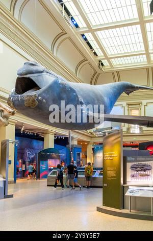 États-Unis, Washington DC, Smithsonian Museum ou National Natural History Museum Banque D'Images
