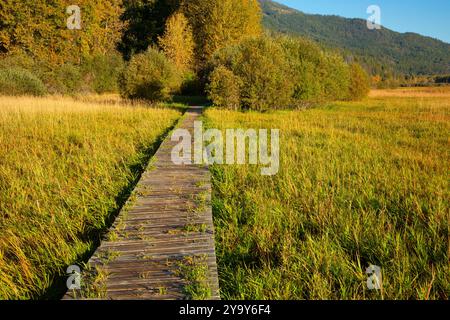 Promenade, zone de gestion de la faune de la vallée de Creston, Colombie-Britannique, Canada Banque D'Images