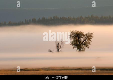 Cottonwood dans le brouillard, Kootenai National Wildlife refuge, Idaho Banque D'Images