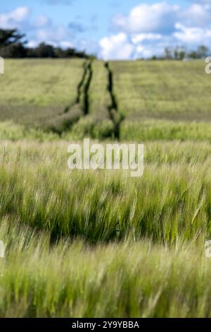 France, Vendée (85), Talmont Saint Hilaire, champ d'orge commune (hordeum vulgare) Banque D'Images