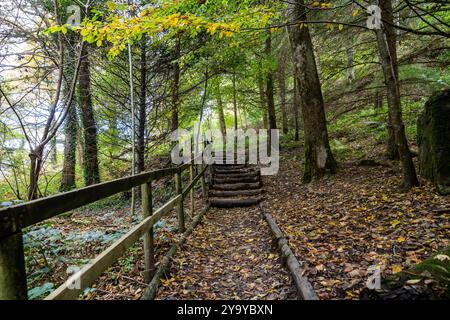 Le sentier de randonnée en bois mène vers le haut à travers une forêt dense couverte de feuilles d'automne tombées Banque D'Images