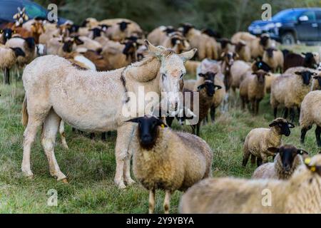 PRODUCTION - 11 octobre 2024, Hesse, Hünfeld : âne Pauline (4 ans) se dresse au milieu du troupeau de moutons. Environ 500 moutons, 25 chèvres et 2 ânes paissent dans la réserve naturelle de la Hünfelder Weinberg (Rhön). L'élevage ovin 'Schäferei mit Herz' géré par la famille des espions de Leimbach (East Hesse/Marktgemeinde Eiterfeld) utilise deux ânes comme animaux de protection du troupeau. Photo : Andreas Arnold/dpa Banque D'Images