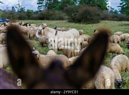 PRODUCTION - 11 octobre 2024, Hesse, Hünfeld : les ânes Tessa (avant, 2 ans.) Et Pauline (4 ans) tenez-vous au milieu du troupeau de moutons. Environ 500 moutons, 25 chèvres et 2 ânes paissent dans la réserve naturelle de la Hünfelder Weinberg (Rhön). L'élevage ovin 'Schäferei mit Herz' géré par la famille des espions de Leimbach (Hesse orientale/ville marchande d'Eiterfeld) utilise deux ânes comme animaux de protection du troupeau pour protéger le troupeau. Photo : Andreas Arnold/dpa Banque D'Images