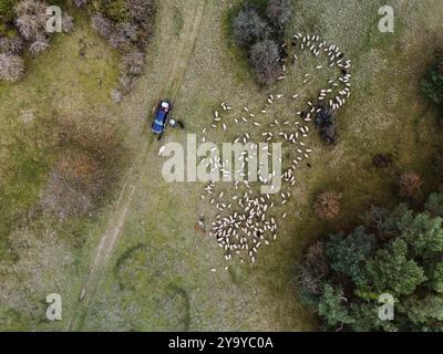 PRODUCTION - 11 octobre 2024, Hesse, Hünfeld : le troupeau pèle sur un pré. Environ 500 moutons, 25 chèvres et 2 ânes paissent dans la réserve naturelle de la Hünfelder Weinberg (Rhön). L'élevage ovin 'Schäferei mit Herz' géré par la famille des espions de Leimbach (Hesse orientale/ville marchande d'Eiterfeld) utilise deux ânes pour protéger le troupeau. Photo : Andreas Arnold/dpa Banque D'Images