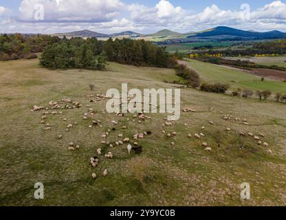 PRODUCTION - 11 octobre 2024, Hesse, Hünfeld : le troupeau paît sur un pré devant le panorama caractéristique de Rhön. Environ 500 moutons, 25 chèvres et 2 ânes paissent dans la réserve naturelle de la Hünfelder Weinberg (Rhön). L'élevage ovin 'Schäferei mit Herz' géré par la famille des espions de Leimbach (Hesse orientale/ville marchande d'Eiterfeld) utilise deux ânes comme animaux de protection du troupeau pour protéger le troupeau. Photo : Andreas Arnold/dpa Banque D'Images