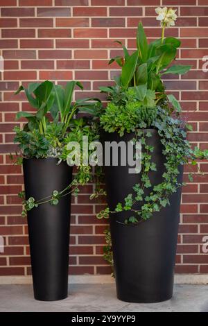 Jardinières noires modernes avec des plantes vertes et du lierre contre un mur de briques par une journée ensoleillée. Concept de jardinage urbain, design minimaliste et décoration intérieure Banque D'Images