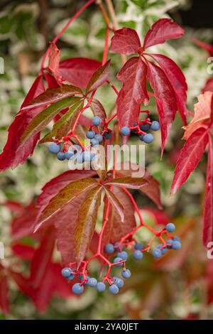 Gros plan de feuilles rouges éclatantes de Virginie avec des baies bleu foncé par un jour ensoleillé d'automne. Concept de changements saisonniers et beauté de la nature sauvage Banque D'Images