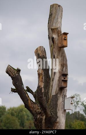 Nichoirs en bois rustiques sur un tronc d'arbre altéré avec un ciel nuageux en arrière-plan. Concept d'habitat faunique et de conservation de la nature Banque D'Images