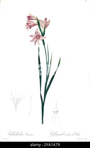 Ladiolus carneus (Gladiolus carneus) peint. Illustration tirée des Liliacees de Pierre-Joseph Redoute. Produit sous le patronage de Joséphine Bonaparte, impératrice de France, les Liliacées de Redoute contenait 503 planches détaillant les différentes espèces végétales de la famille du lis et apparentées à celle-ci. Produites à partir de 1802-1816, les planches sont tirées de la vaste collection de plantes de l'impératrice Joséphine dans ses jardins de Malmaison, où Redoute a travaillé comme artiste botanique. Ce folio est souvent considéré comme le chef-d'œuvre de Redoute en raison de la portée, de l'ampleur et de la qualité de son contenu. Banque D'Images