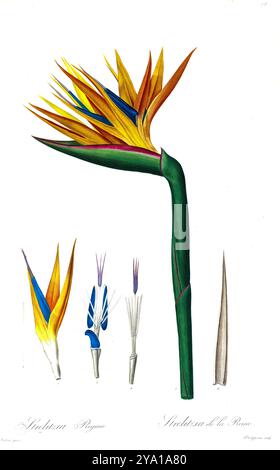 Fleur d'oiseau de paradis (Strelitzia reginae). Illustration tirée des Liliacees de Pierre-Joseph Redoute. Produit sous le patronage de Joséphine Bonaparte, impératrice de France, les Liliacées de Redoute contenait 503 planches détaillant les différentes espèces végétales de la famille du lis et apparentées à celle-ci. Produites à partir de 1802-1816, les planches sont tirées de la vaste collection de plantes de l'impératrice Joséphine dans ses jardins de Malmaison, où Redoute a travaillé comme artiste botanique. Ce folio est souvent considéré comme le chef-d'œuvre de Redoute en raison de la portée, de l'ampleur et de la qualité de son contenu. Banque D'Images