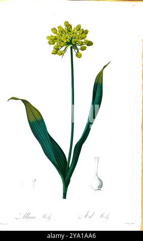 Ail jaune (Allium moly). Illustration tirée des Liliacees de Pierre-Joseph Redoute. Produit sous le patronage de Joséphine Bonaparte, impératrice de France, les Liliacées de Redoute contenait 503 planches détaillant les différentes espèces végétales de la famille du lis et apparentées à celle-ci. Produites à partir de 1802-1816, les planches sont tirées de la vaste collection de plantes de l'impératrice Joséphine dans ses jardins de Malmaison, où Redoute a travaillé comme artiste botanique. Ce folio est souvent considéré comme le chef-d'œuvre de Redoute en raison de la portée, de l'ampleur et de la qualité de son contenu. Banque D'Images