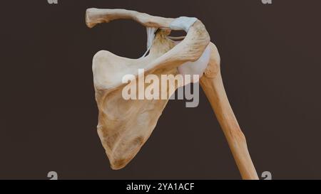 Illustration d'une vue postérieure de l'articulation de l'épaule montrant les ligaments de l'épaule et la capsule de l'articulation. Banque D'Images