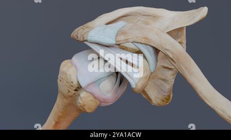 Illustration d'une vue supérieure de l'articulation glénohumérale, montrant les ligaments de l'épaule et la capsule de l'articulation. Banque D'Images