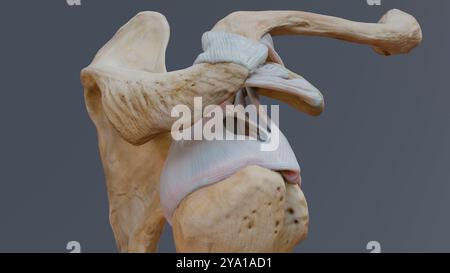 Illustration d'une vue supérieure de l'articulation glénohumérale, montrant les ligaments de l'épaule et la capsule de l'articulation. Banque D'Images