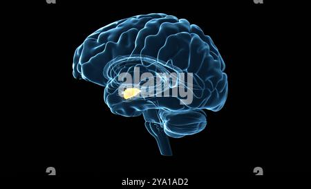 Illustration de l'amygdale (mise en évidence en orange) du cerveau humain, qui joue un rôle primordial dans le traitement de la mémoire, la prise de décision et les réponses émotionnelles. Banque D'Images