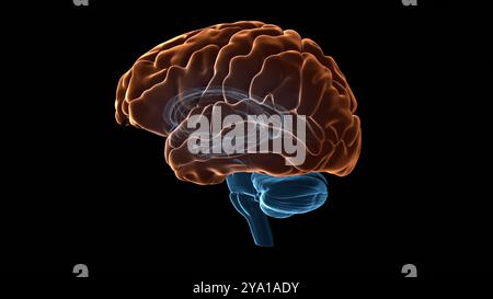 Illustration du cortex cérébral (surligné en orange) du cerveau humain, qui est responsable de différentes fonctions dont la mémoire, l'attention, la perception, la conscience, la pensée, langage et conscience. Banque D'Images