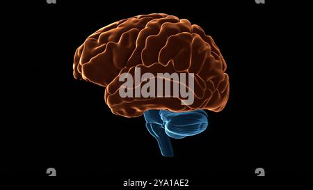 Illustration du cortex cérébral (surligné en orange) du cerveau humain, qui est responsable de différentes fonctions dont la mémoire, l'attention, la perception, la conscience, la pensée, langage et conscience. Banque D'Images