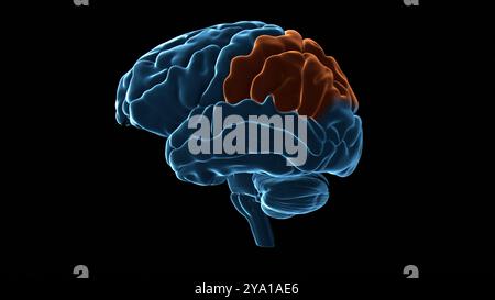 Illustration du lobe pariétal (surligné en orange) du cerveau humain. Le lobe pariétal est principalement responsable de l'intégration de l'information sensorielle, y compris le sens spatial et la navigation, et joue également un rôle dans la gestion de fonctions telles que le langage, la lecture et les stimuli internes. Banque D'Images