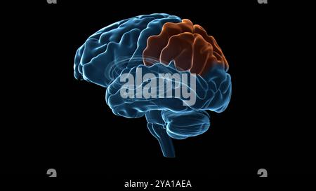 Illustration du lobe pariétal (surligné en orange) du cerveau humain. Le lobe pariétal est principalement responsable de l'intégration de l'information sensorielle, y compris le sens spatial et la navigation, et joue également un rôle dans la gestion de fonctions telles que le langage, la lecture et les stimuli internes. Banque D'Images