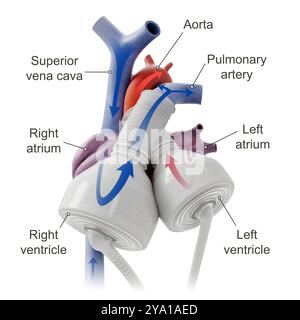 Illustration d'un cœur artificiel moderne, un dispositif biomédical de pointe conçu pour remplacer ou soutenir un cœur défaillant. Il a un réseau de chambres et de valves qui imitent les fonctions cardiaques naturelles. Banque D'Images