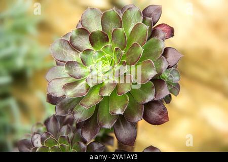 Gros plan de Rosette succulente verte et violette Banque D'Images